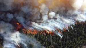 Waldbrand - der Regenwald verbennt auf dem deutschen Holzkohlegrill