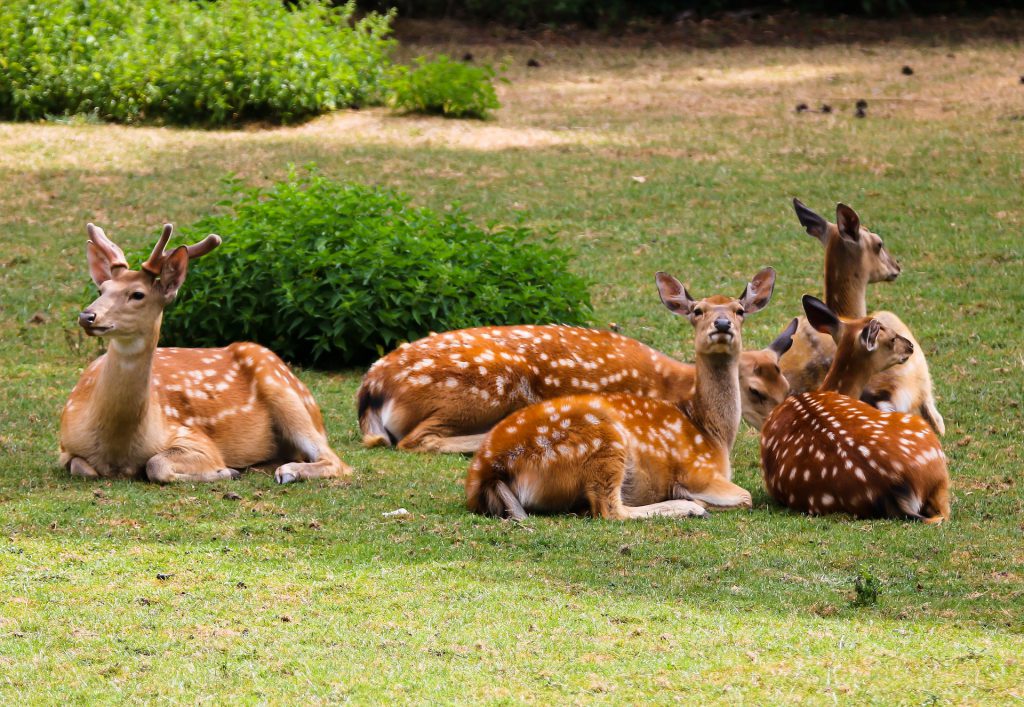 Damwild liefert hervorragendes Wildfleisch und das zu annehmbaren Preisen