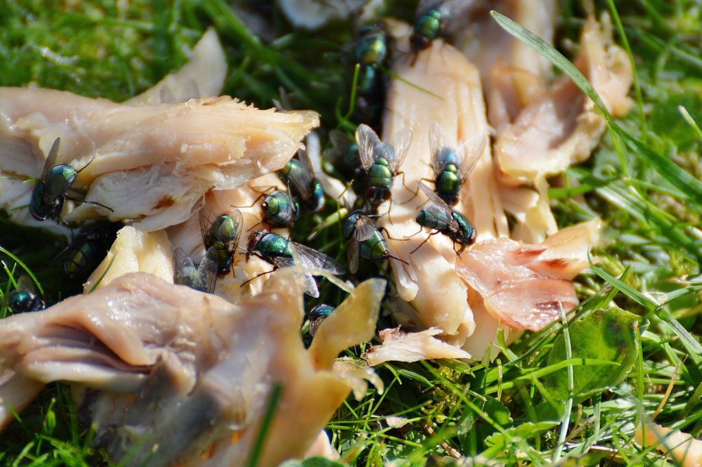 Hygiene Grillen Fleisch Fliegen Insekten